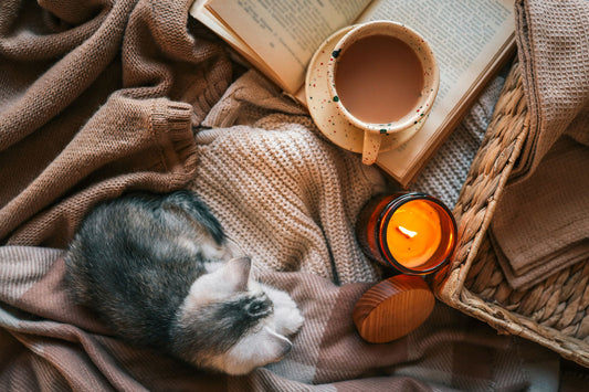 A cat curled up in a reader's lap